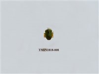 藏品(水稻害蟲)的圖片